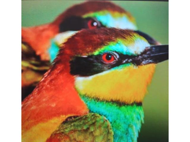 Fincas y Casas Campestres, Venta en Yumbo