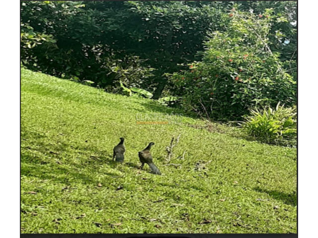 Fincas y Casas Campestres, Venta en Dagua