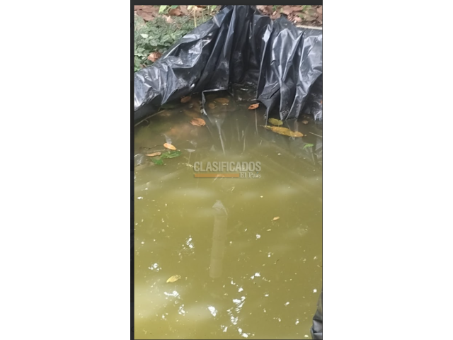 Fincas y Casas Campestres, Venta en Dagua