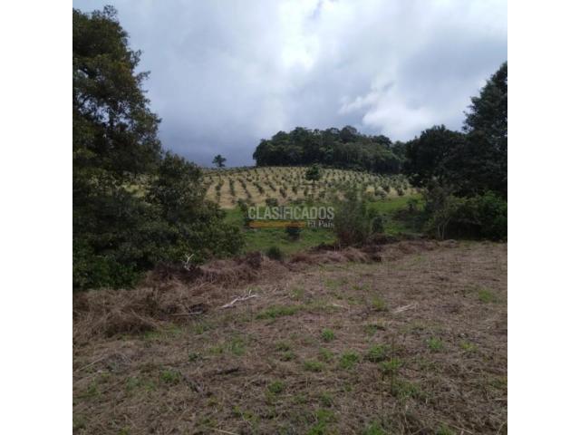 Lotes, Venta en Calima (Darién)