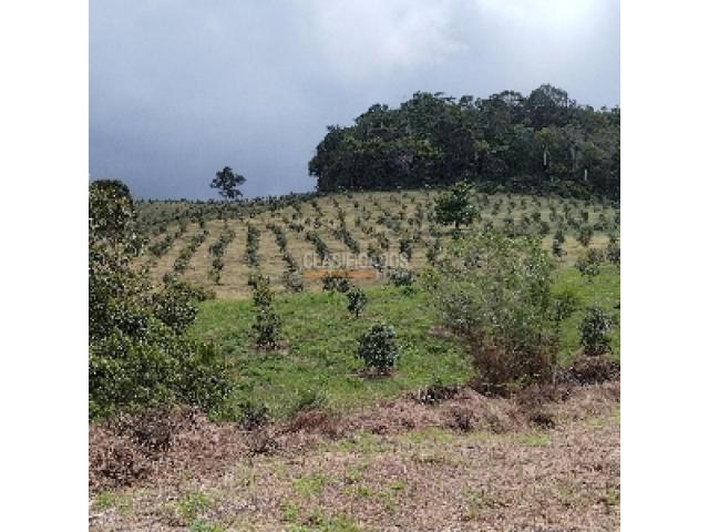 Lotes, Venta en Calima (Darién)