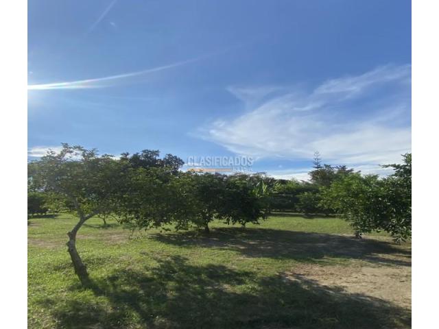 Lotes, Venta en Palmira