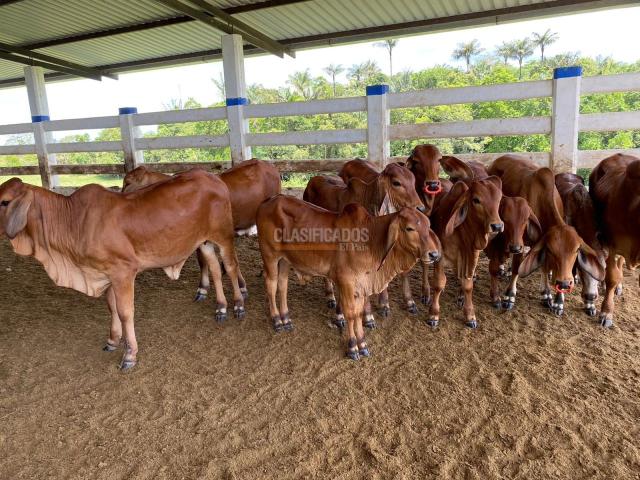 Fincas y Casas Campestres, Venta en Villavicencio