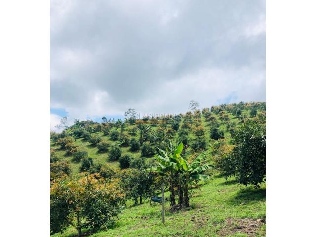 Fincas y Casas Campestres, Venta en Calima (Darién)