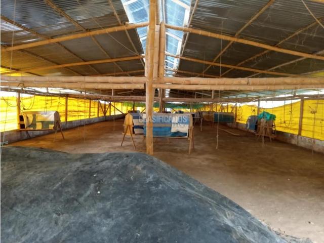 Fincas y Casas Campestres, Venta en Guacarí