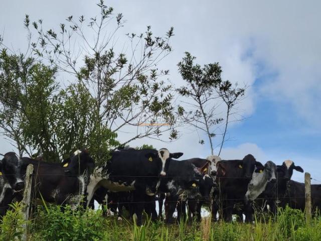 Fincas y Casas Campestres, Venta en La Cumbre