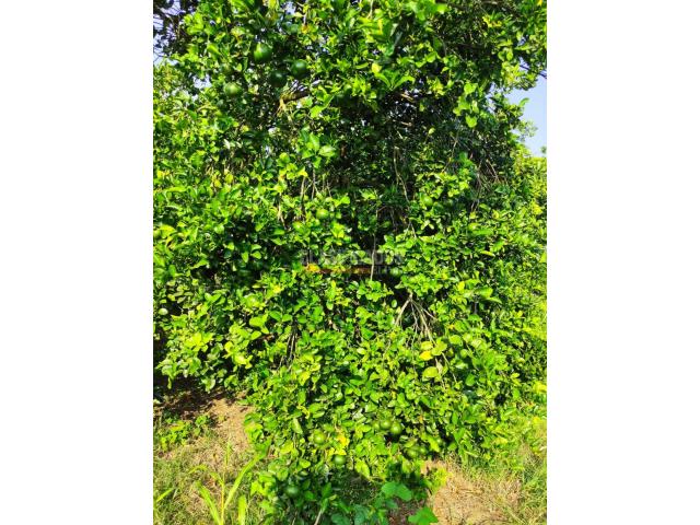 Lotes, Venta en Candelaria