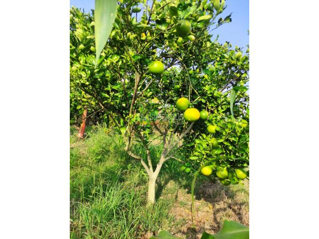 Lotes, Venta en Candelaria