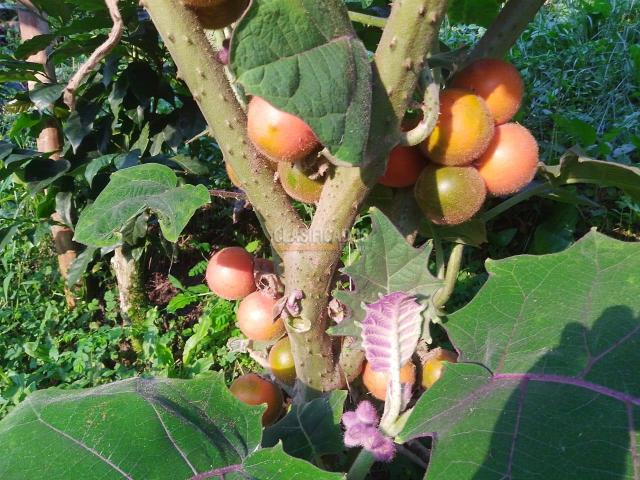 Fincas y Casas Campestres, Venta en Ginebra