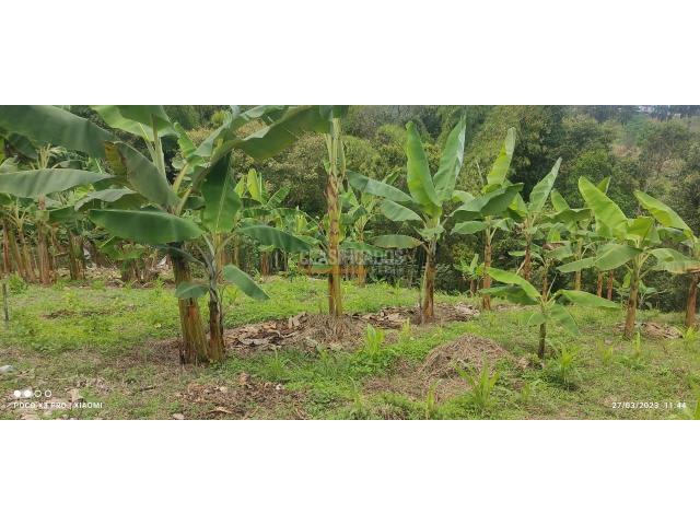 Fincas y Casas Campestres, Venta en Guacarí