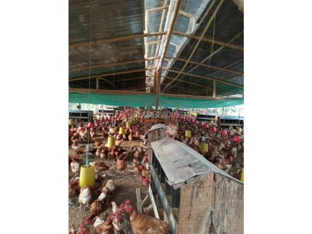 Fincas y Casas Campestres, Venta en Guacarí