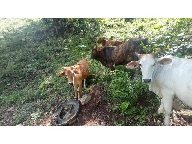 Fincas y Casas Campestres, Venta en Restrepo