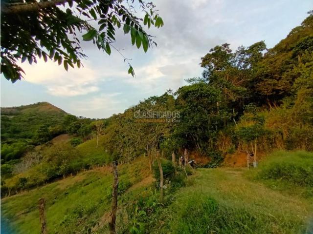 Fincas y Casas Campestres, Venta en Guacarí