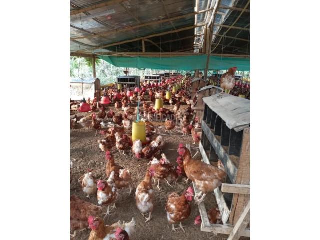 Fincas y Casas Campestres, Venta en Guacarí