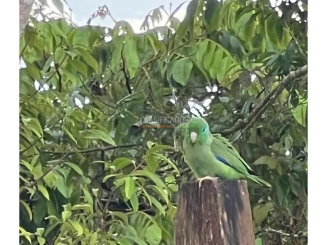 Fincas y Casas Campestres, Venta en Dagua