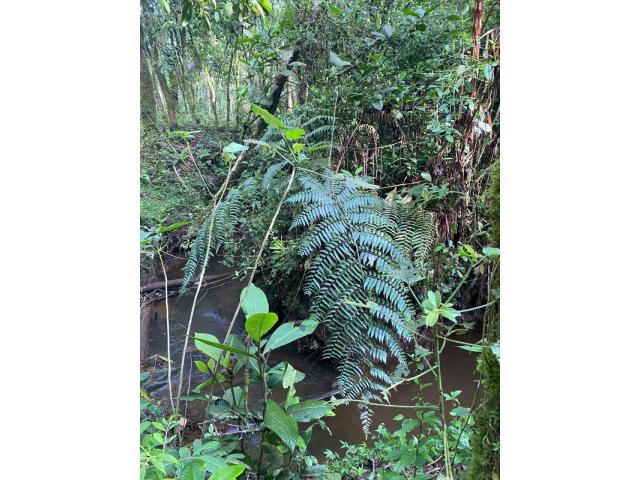 Fincas y Casas Campestres, Venta en Cajibío