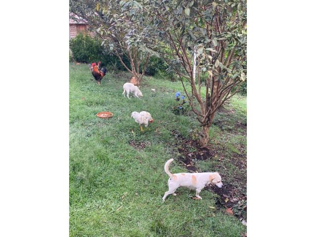 Fincas y Casas Campestres, Venta en Cajibío