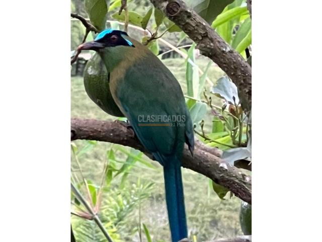 Fincas y Casas Campestres, Venta en Dagua