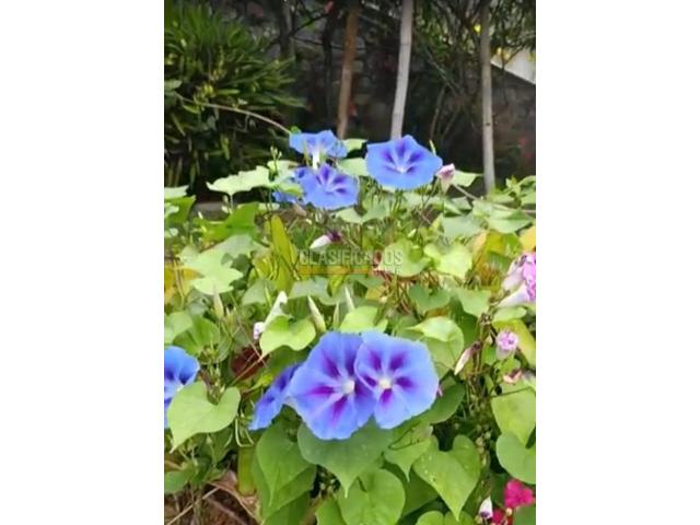 Fincas y Casas Campestres, Venta en Palmira