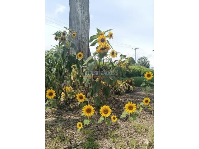 Lotes, Venta en Palmira