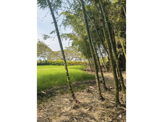 Lotes, Venta en Palmira