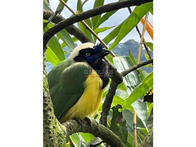 Fincas y Casas Campestres, Venta en Dagua