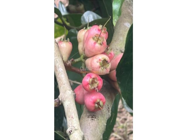 Fincas y Casas Campestres, Venta en Dagua