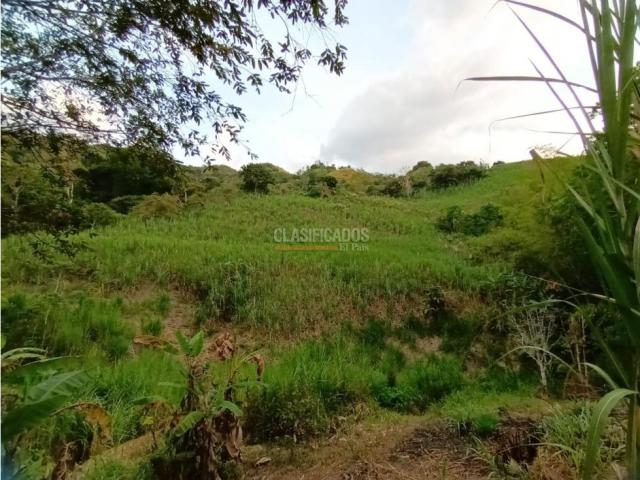 Fincas y Casas Campestres, Venta en Guacarí