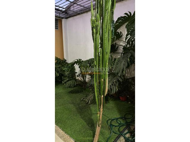 Apartaestudios, Alquiler en San Fernando