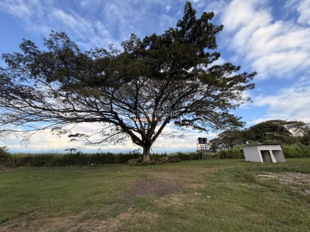 Lotes, Venta en Palmira