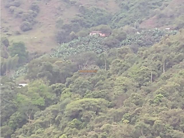 Fincas y Casas Campestres, Venta en Guacarí