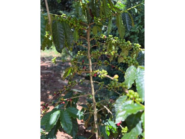 Casas, Venta en Floridablanca