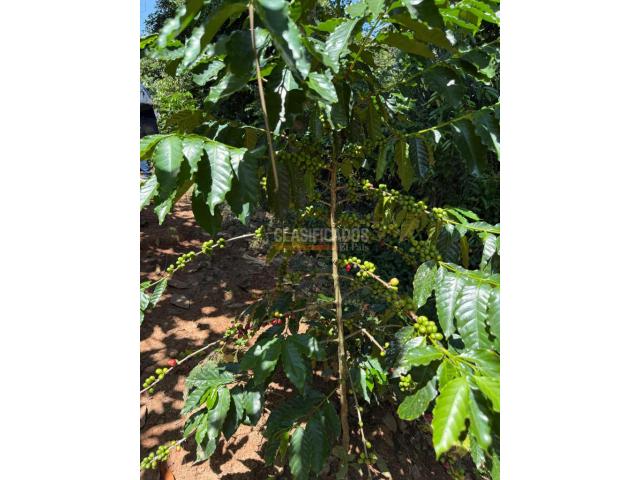 Casas, Venta en Floridablanca