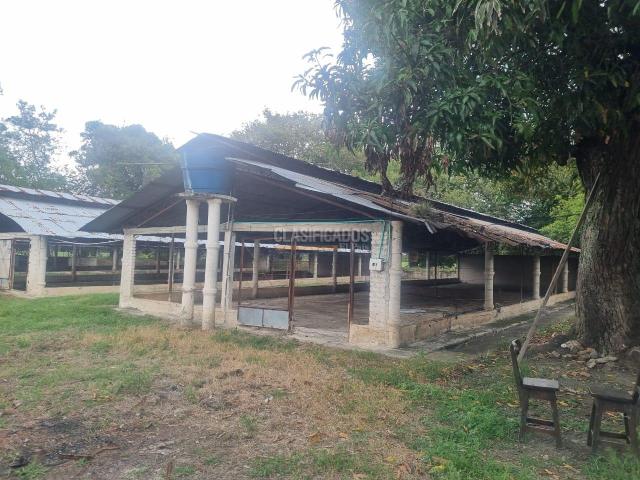 Fincas y Casas Campestres, Alquiler en Guacarí