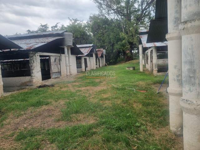 Fincas y Casas Campestres, Alquiler en Guacarí