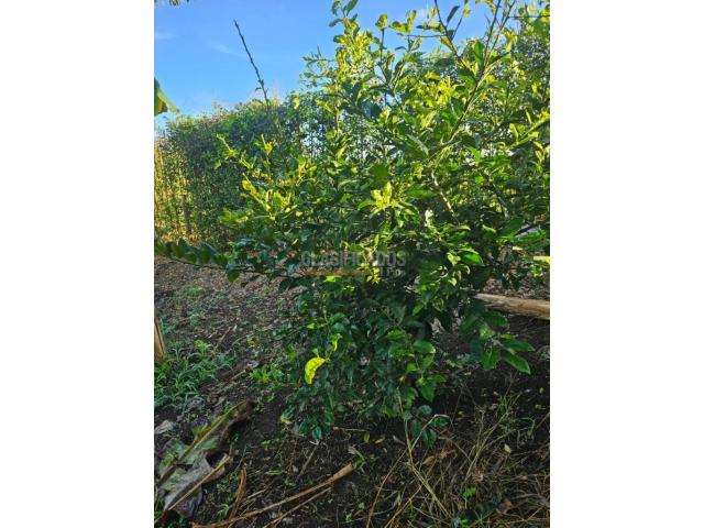 Lotes, Venta en Pereira