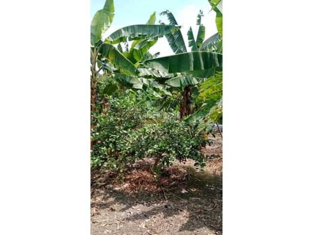 Fincas y Casas Campestres, Venta en Palmira