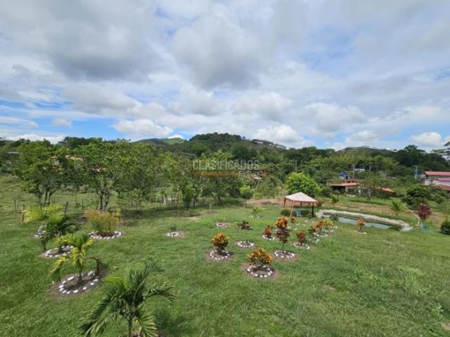 Fincas y Casas Campestres, Venta en Zarzal
