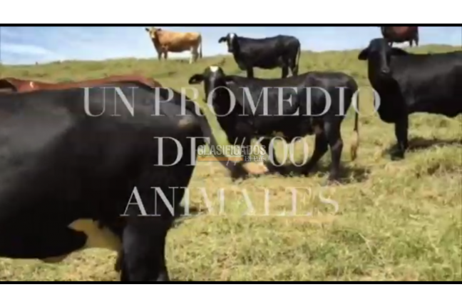 Fincas y Casas Campestres, Venta, Montenegro - $11.000.000.000