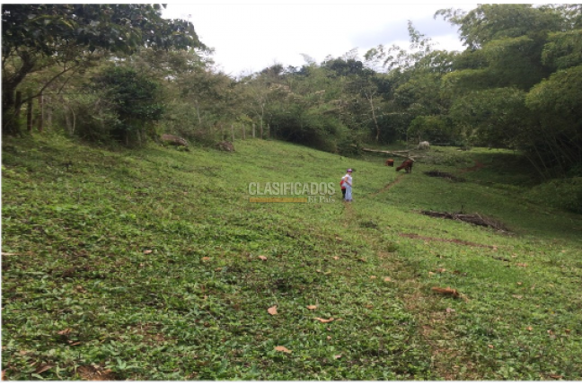 Lotes, Venta, Calima (Darién) - $1.992.000.000