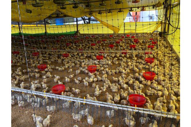 Fincas y Casas Campestres, Venta, Candelaria - $1.650.000.000