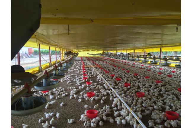 Fincas y Casas Campestres, Venta, Candelaria - $1.650.000.000