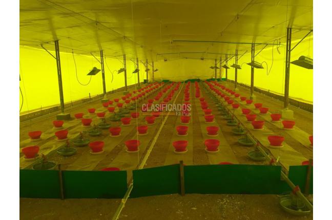 Fincas y Casas Campestres, Venta, Candelaria - $1.650.000.000