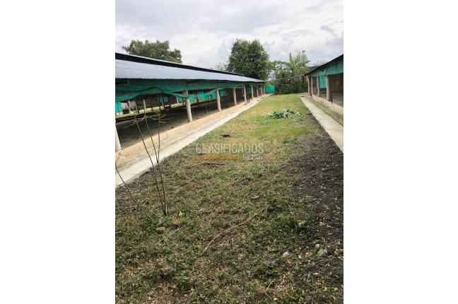 Fincas y Casas Campestres, Venta, Guacarí - $1.000.000.000