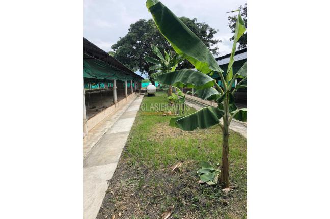 Fincas y Casas Campestres, Venta, Guacarí - $1.000.000.000