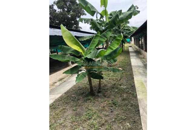 Fincas y Casas Campestres, Venta, Guacarí - $1.000.000.000