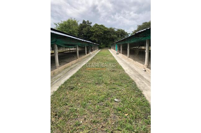 Fincas y Casas Campestres, Venta, Guacarí - $1.000.000.000