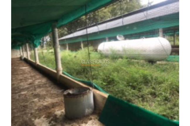 Fincas y Casas Campestres, Venta, Guacarí - $1.000.000.000