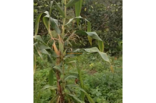 Fincas y Casas Campestres, Venta en Dagua