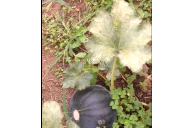 Fincas y Casas Campestres, Venta, Dagua - $850.000.000